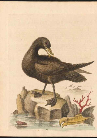 Reproducción/Reproduction 48833499462: A natural history of uncommon birds :. London :Printed for the author, at the College of Physicians in Warwick-Lane,1743-1751.. 