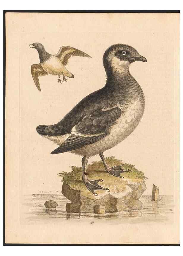 Reproducción/Reproduction 48832960438: A natural history of uncommon birds :. London :Printed for the author, at the College of Physicians in Warwick-Lane,1743-1751.. 