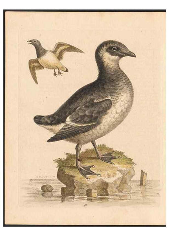 Reproducción/Reproduction 48832960438: A natural history of uncommon birds :. London :Printed for the author, at the College of Physicians in Warwick-Lane,1743-1751.. 