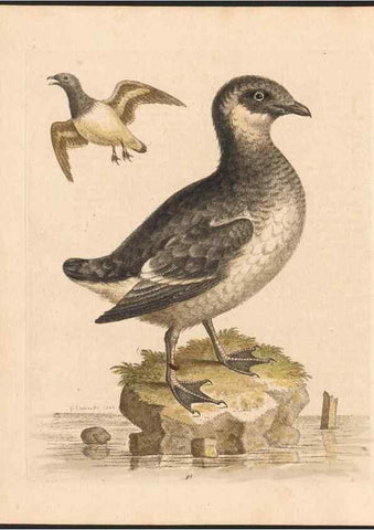 Reproducción/Reproduction 48832960438: A natural history of uncommon birds :. London :Printed for the author, at the College of Physicians in Warwick-Lane,1743-1751.. 