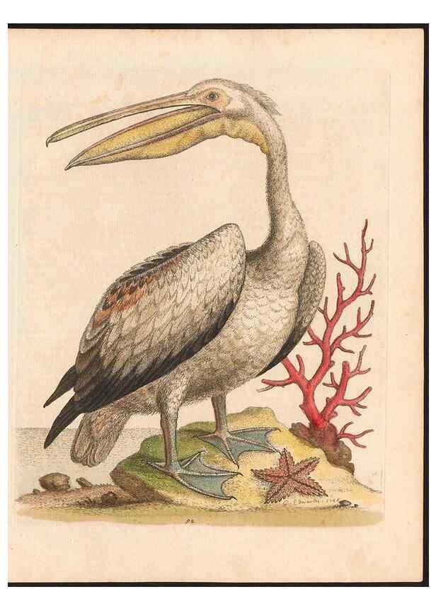 Reproducción/Reproduction 48832960993: A natural history of uncommon birds :. London :Printed for the author, at the College of Physicians in Warwick-Lane,1743-1751.. 