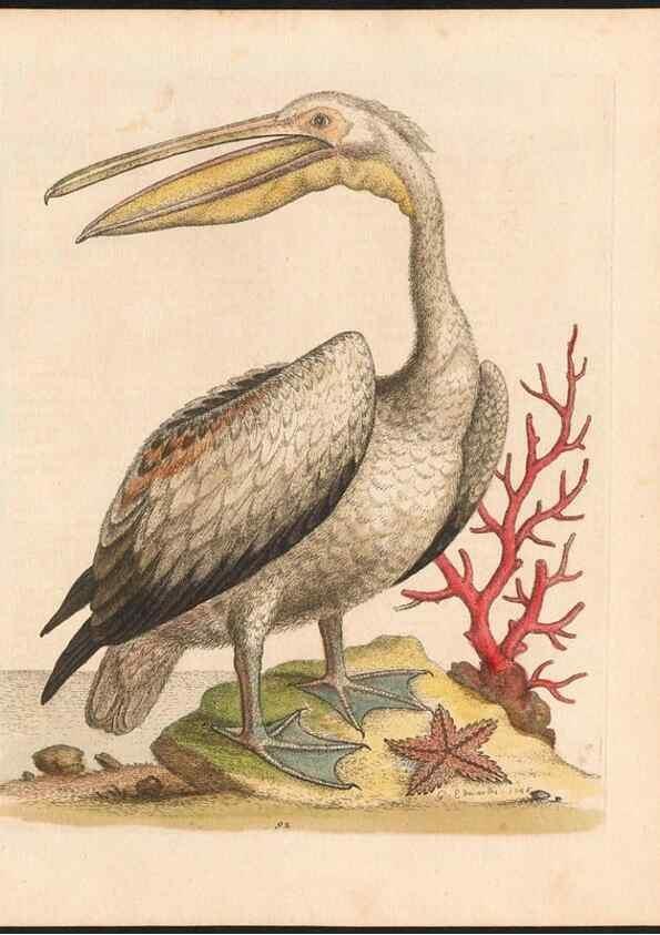 Reproducción/Reproduction 48832960993: A natural history of uncommon birds :. London :Printed for the author, at the College of Physicians in Warwick-Lane,1743-1751.. 