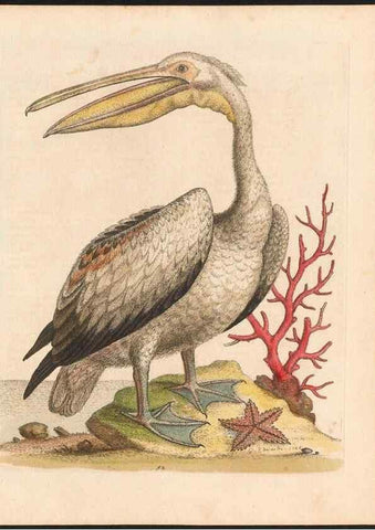 Reproducción/Reproduction 48832960993: A natural history of uncommon birds :. London :Printed for the author, at the College of Physicians in Warwick-Lane,1743-1751.. 