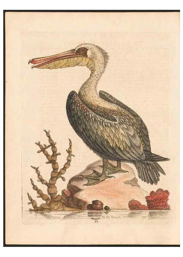 Reproducción/Reproduction 48832961448: A natural history of uncommon birds :. London :Printed for the author, at the College of Physicians in Warwick-Lane,1743-1751.. 