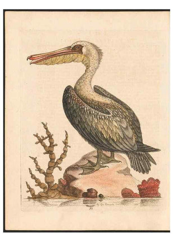 Reproducción/Reproduction 48832961448: A natural history of uncommon birds :. London :Printed for the author, at the College of Physicians in Warwick-Lane,1743-1751.. 