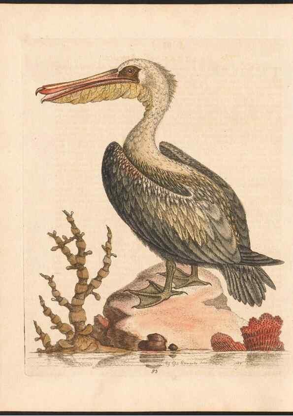 Reproducción/Reproduction 48832961448: A natural history of uncommon birds :. London :Printed for the author, at the College of Physicians in Warwick-Lane,1743-1751.. 