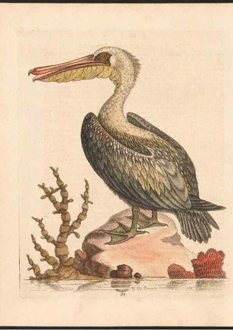 Reproducción/Reproduction 48832961448: A natural history of uncommon birds :. London :Printed for the author, at the College of Physicians in Warwick-Lane,1743-1751.. 
