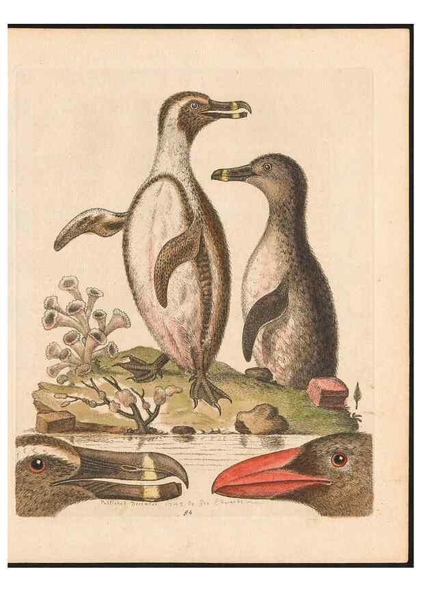 Reproducción/Reproduction 48832961963: A natural history of uncommon birds :. London :Printed for the author, at the College of Physicians in Warwick-Lane,1743-1751.. 