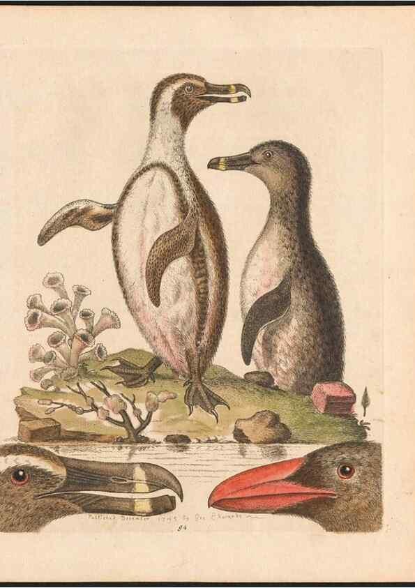 Reproducción/Reproduction 48832961963: A natural history of uncommon birds :. London :Printed for the author, at the College of Physicians in Warwick-Lane,1743-1751.. 