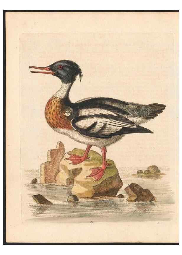Reproducción/Reproduction 48833335286: A natural history of uncommon birds :. London :Printed for the author, at the College of Physicians in Warwick-Lane,1743-1751.. 
