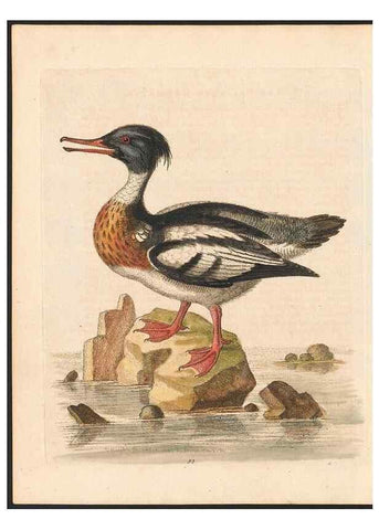 Reproducción/Reproduction 48833335286: A natural history of uncommon birds :. London :Printed for the author, at the College of Physicians in Warwick-Lane,1743-1751.. 