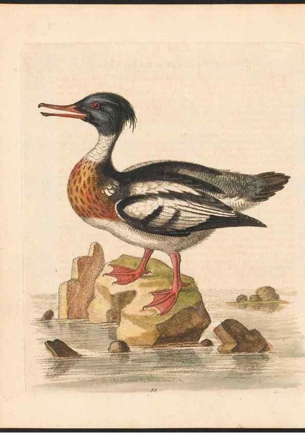 Reproducción/Reproduction 48833335286: A natural history of uncommon birds :. London :Printed for the author, at the College of Physicians in Warwick-Lane,1743-1751.. 