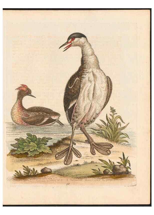 Reproducción/Reproduction 48832962858: A natural history of uncommon birds :. London :Printed for the author, at the College of Physicians in Warwick-Lane,1743-1751.. 