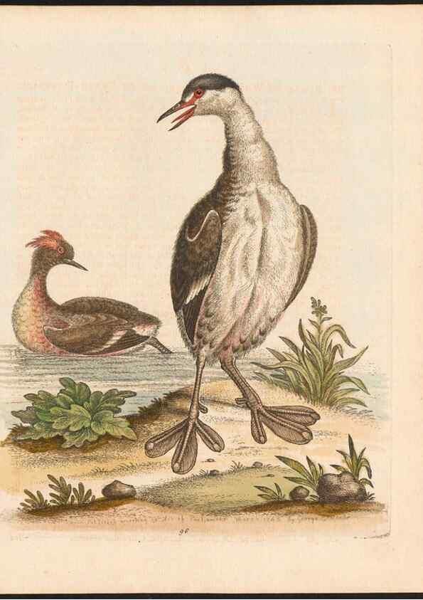 Reproducción/Reproduction 48832962858: A natural history of uncommon birds :. London :Printed for the author, at the College of Physicians in Warwick-Lane,1743-1751.. 