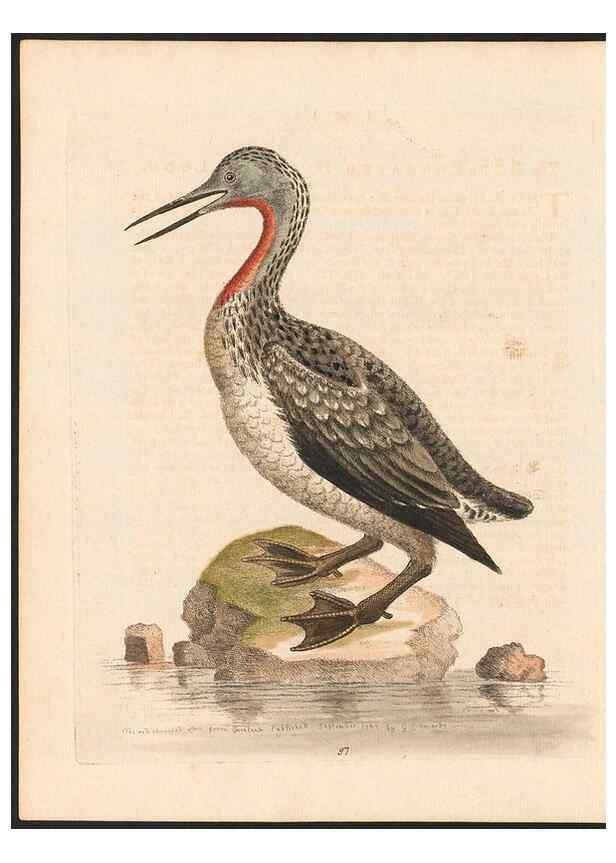 Reproducción/Reproduction 48833503577: A natural history of uncommon birds :. London :Printed for the author, at the College of Physicians in Warwick-Lane,1743-1751.. 