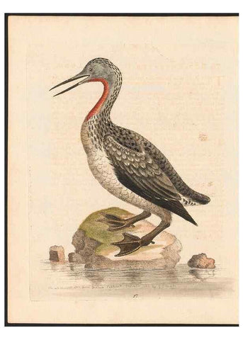 Reproducción/Reproduction 48833503577: A natural history of uncommon birds :. London :Printed for the author, at the College of Physicians in Warwick-Lane,1743-1751.. 