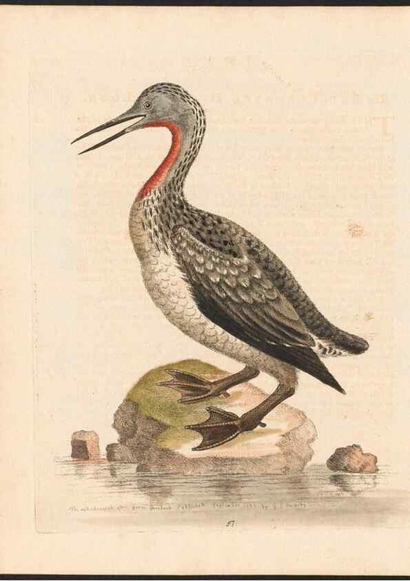 Reproducción/Reproduction 48833503577: A natural history of uncommon birds :. London :Printed for the author, at the College of Physicians in Warwick-Lane,1743-1751.. 