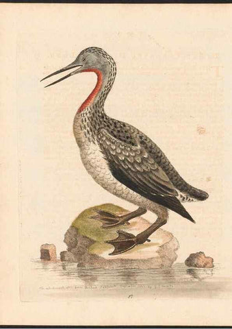 Reproducción/Reproduction 48833503577: A natural history of uncommon birds :. London :Printed for the author, at the College of Physicians in Warwick-Lane,1743-1751.. 