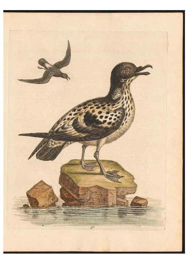 Reproducción/Reproduction 48833332791: A natural history of uncommon birds :. London :Printed for the author, at the College of Physicians in Warwick-Lane,1743-1751.. 