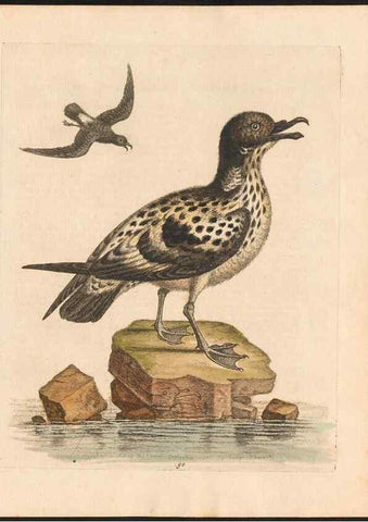 Reproducción/Reproduction 48833332791: A natural history of uncommon birds :. London :Printed for the author, at the College of Physicians in Warwick-Lane,1743-1751.. 