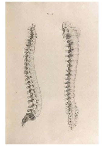 Reproducción/Reproduction 48832820736: Osteographia, or the Anatomy of the Bones.. London,1733.. 
