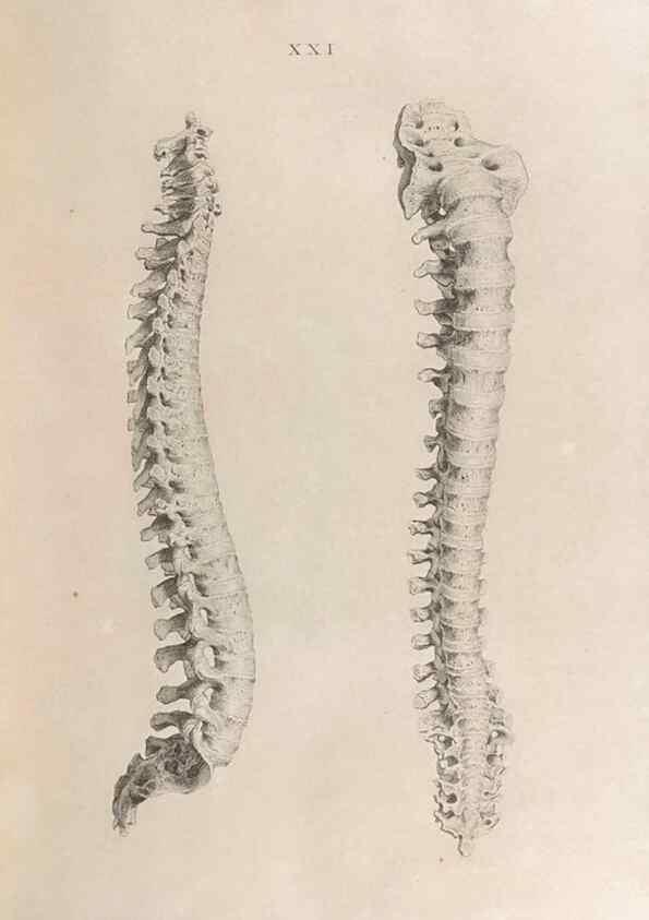 Reproducción/Reproduction 48832820736: Osteographia, or the Anatomy of the Bones.. London,1733.. 