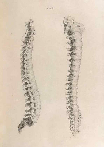 Reproducción/Reproduction 48832820736: Osteographia, or the Anatomy of the Bones.. London,1733.. 
