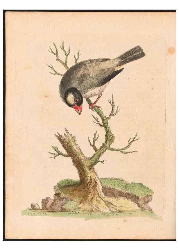 Reproducción/Reproduction 48833475337: A natural history of uncommon birds :. London :Printed for the author, at the College of Physicians in Warwick-Lane,1743-1751.. 