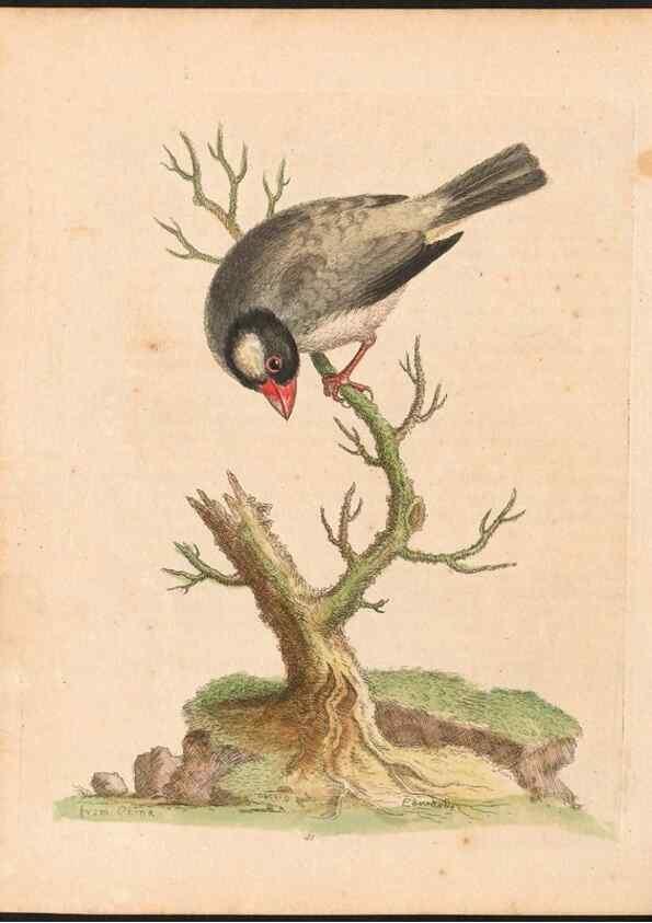 Reproducción/Reproduction 48833475337: A natural history of uncommon birds :. London :Printed for the author, at the College of Physicians in Warwick-Lane,1743-1751.. 