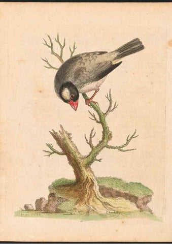 Reproducción/Reproduction 48833475337: A natural history of uncommon birds :. London :Printed for the author, at the College of Physicians in Warwick-Lane,1743-1751.. 