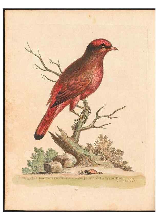 Reproducción/Reproduction 48833474407: A natural history of uncommon birds :. London :Printed for the author, at the College of Physicians in Warwick-Lane,1743-1751.. 
