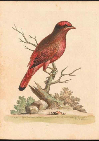 Reproducción/Reproduction 48833474407: A natural history of uncommon birds :. London :Printed for the author, at the College of Physicians in Warwick-Lane,1743-1751.. 