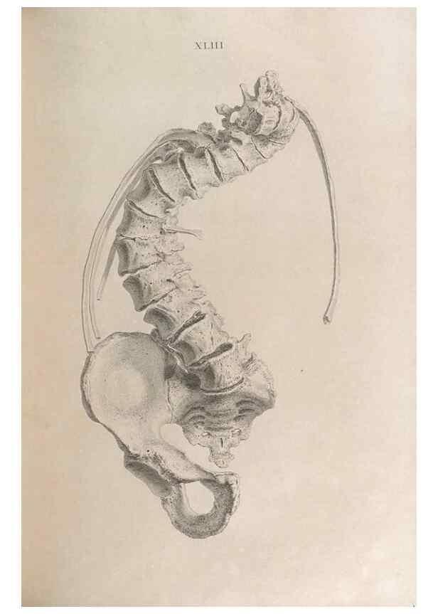 Reproducción/Reproduction 48832997707: Osteographia, or the Anatomy of the Bones.. London,1733.. 