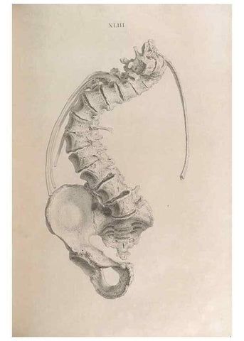 Reproducción/Reproduction 48832997707: Osteographia, or the Anatomy of the Bones.. London,1733.. 