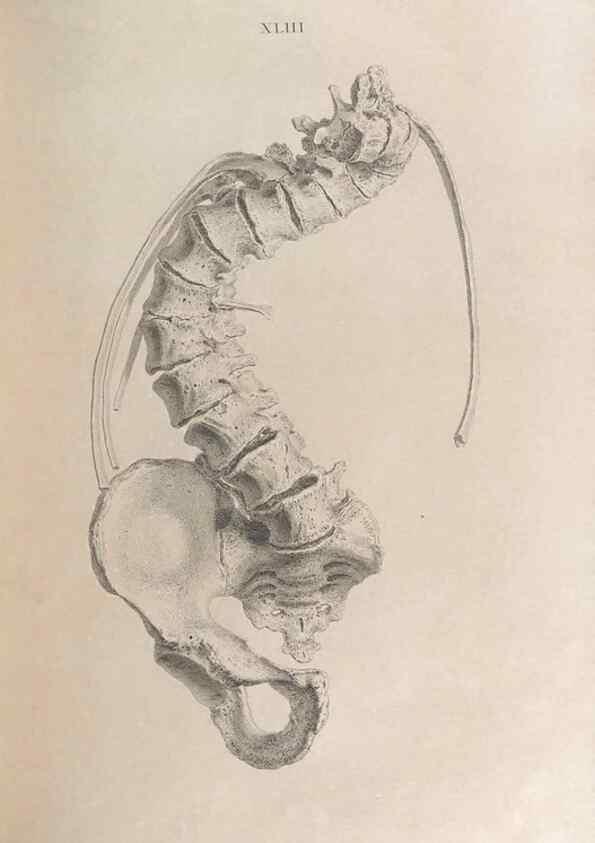 Reproducción/Reproduction 48832997707: Osteographia, or the Anatomy of the Bones.. London,1733.. 