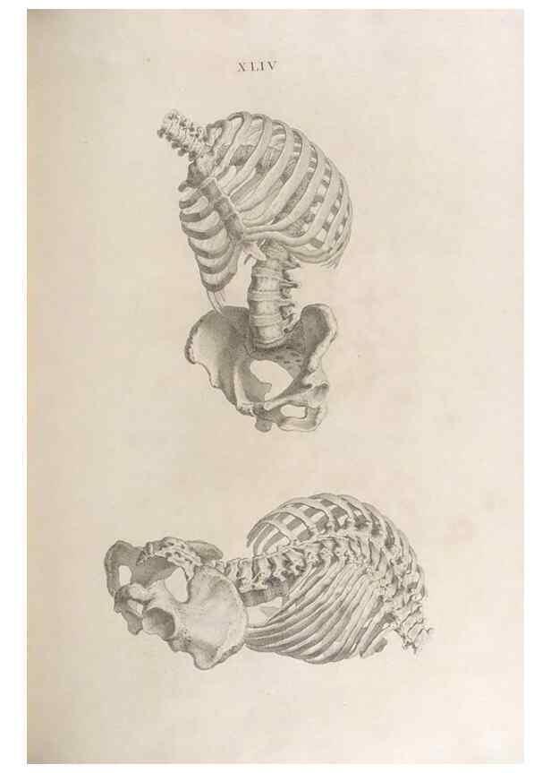 Reproducción/Reproduction 48832828131: Osteographia, or the Anatomy of the Bones.. London,1733.. 