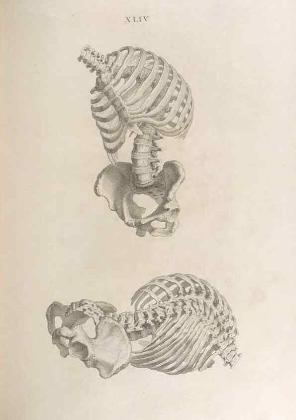 Reproducción/Reproduction 48832828131: Osteographia, or the Anatomy of the Bones.. London,1733.. 