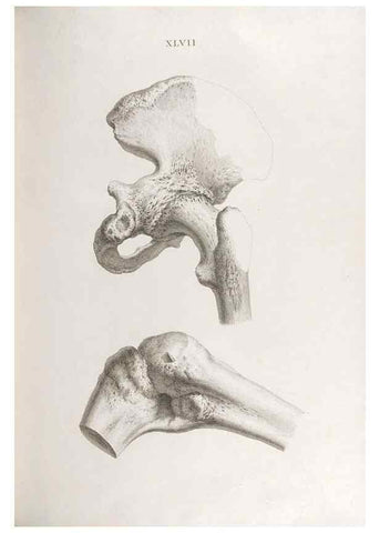 Reproducción/Reproduction 48832463783: Osteographia, or the Anatomy of the Bones.. London,1733.. 