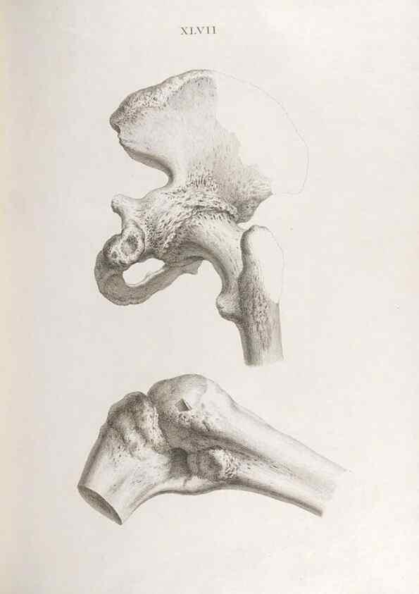 Reproducción/Reproduction 48832463783: Osteographia, or the Anatomy of the Bones.. London,1733.. 