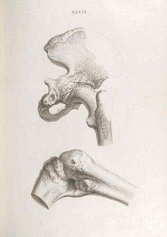 Reproducción/Reproduction 48832463783: Osteographia, or the Anatomy of the Bones.. London,1733.. 