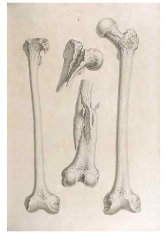Reproducción/Reproduction 48832465078: Osteographia, or the Anatomy of the Bones.. London,1733.. 