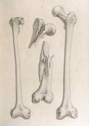 Reproducción/Reproduction 48832465078: Osteographia, or the Anatomy of the Bones.. London,1733.. 
