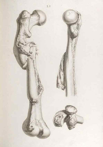 Reproducción/Reproduction 48833001342: Osteographia, or the Anatomy of the Bones.. London,1733.. 