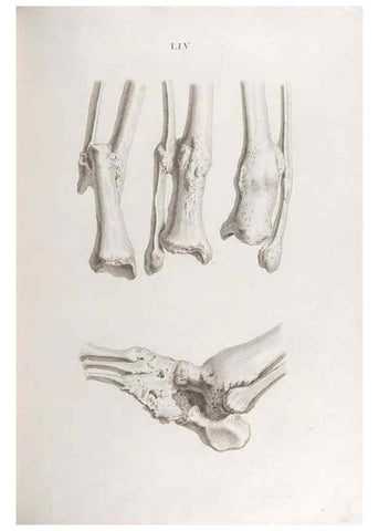 Reproducción/Reproduction 48832466723: Osteographia, or the Anatomy of the Bones.. London,1733.. 