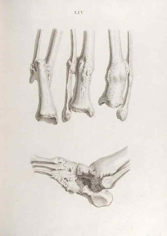 Reproducción/Reproduction 48832466723: Osteographia, or the Anatomy of the Bones.. London,1733.. 