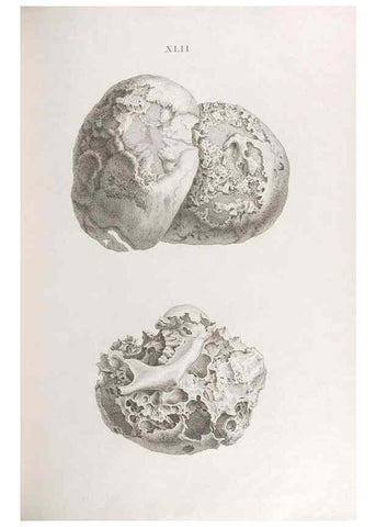 Reproducción/Reproduction 48832827326: Osteographia, or the Anatomy of the Bones.. London,1733.. 