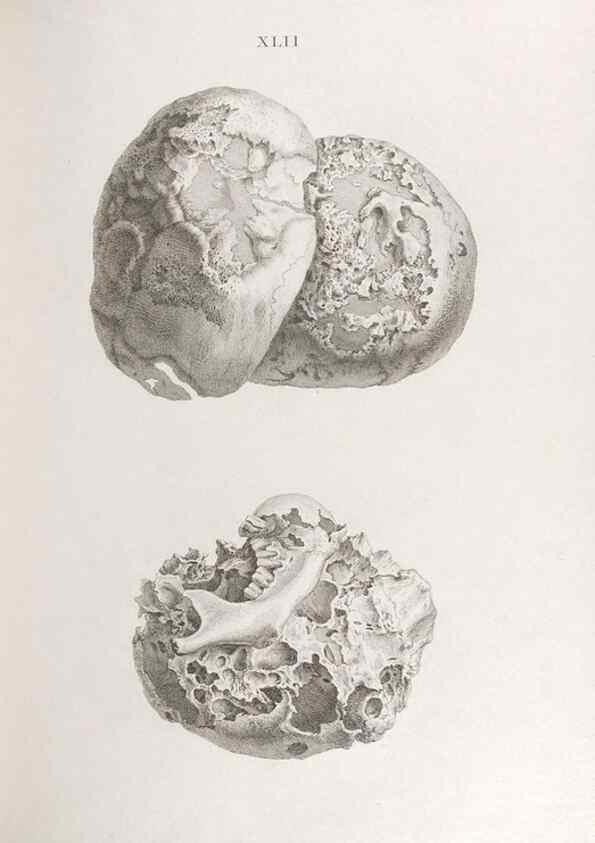 Reproducción/Reproduction 48832827326: Osteographia, or the Anatomy of the Bones.. London,1733.. 