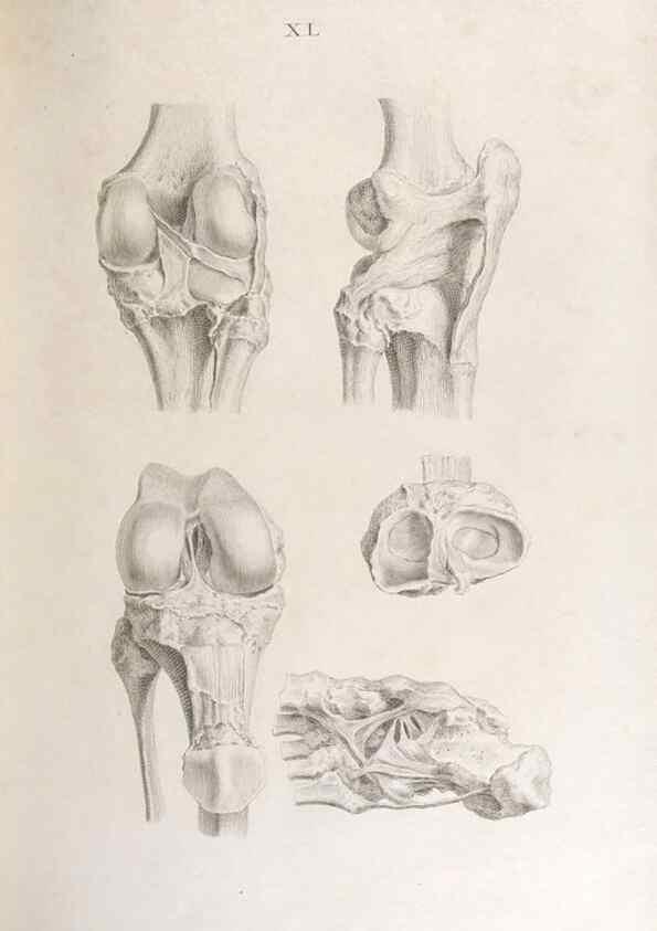 Reproducción/Reproduction 48832996607: Osteographia, or the Anatomy of the Bones.. London,1733.. 