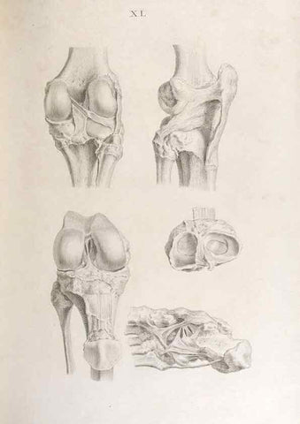 Reproducción/Reproduction 48832996607: Osteographia, or the Anatomy of the Bones.. London,1733.. 