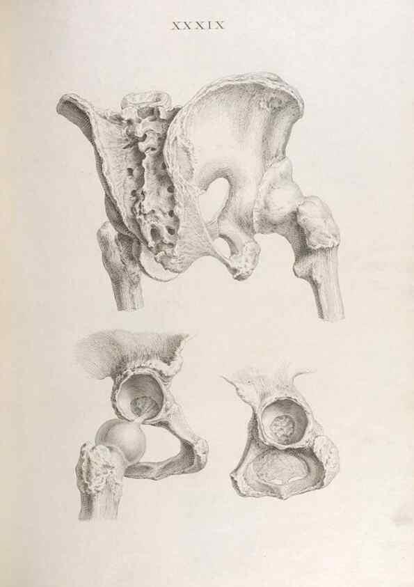 Reproducción/Reproduction 48832826316: Osteographia, or the Anatomy of the Bones.. London,1733.. 